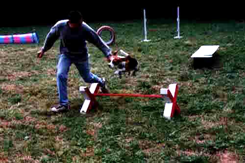 agility2.JPG (16331 bytes)