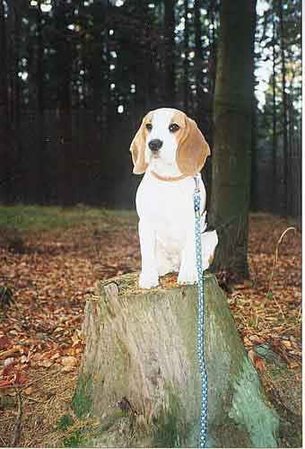 Pes02.JPG (28007 bytes)